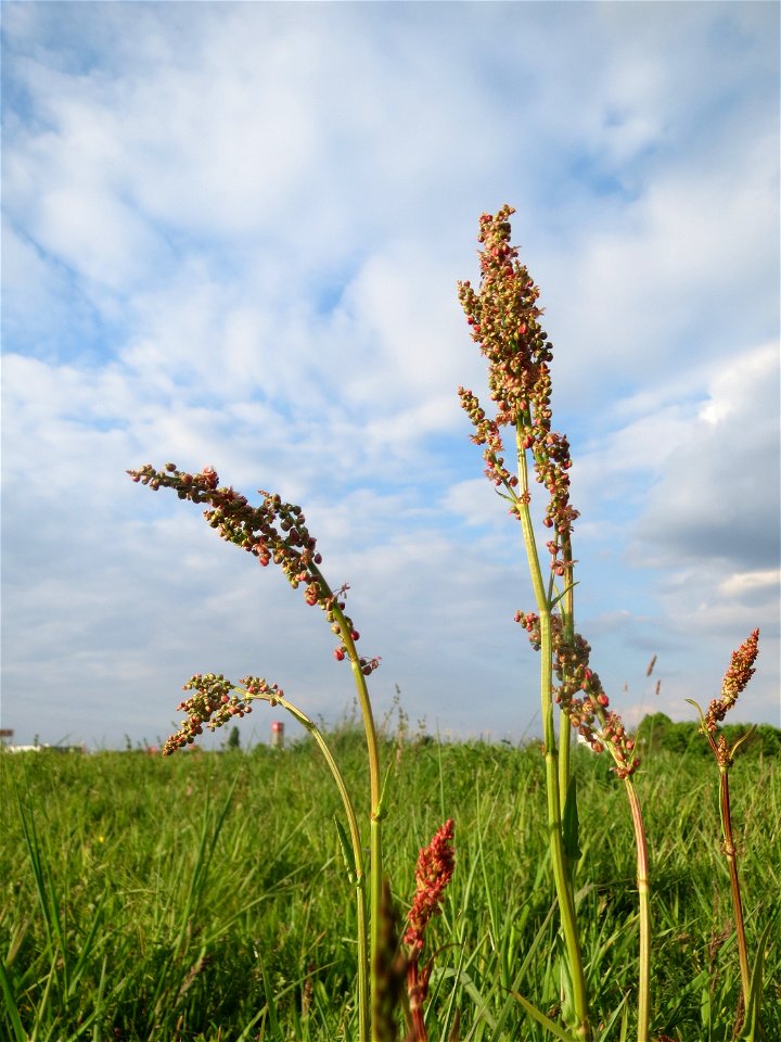 Wiesen-Sauerampfer (Rumex acetosa) in Hockenheim-Talhaus