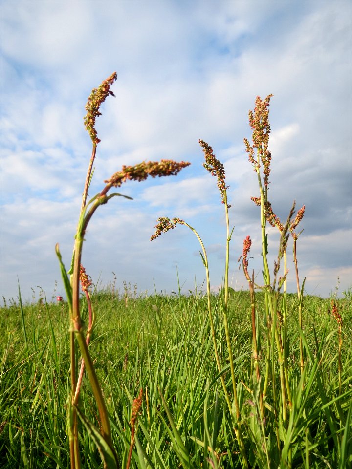 Wiesen-Sauerampfer (Rumex acetosa) in Hockenheim-Talhaus