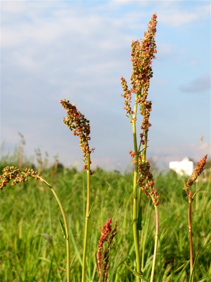 Wiesen-Sauerampfer (Rumex acetosa) in Hockenheim-Talhaus