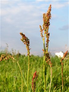 Wiesen-Sauerampfer (Rumex acetosa) in Hockenheim-Talhaus