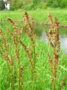 Wiesen-Sauerampfer (Rumex acetosa) am Kraichbachdamm im Landschaftsschutzgebiet „Hockenheimer Rheinbogen“