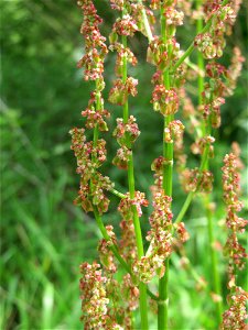 Wiesen-Sauerampfer (Rumex acetosa) an der Saar in Saarbrücken
