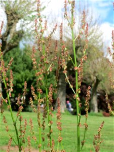 Wiesen-Sauerampfer (Rumex acetosa) an der Saar in Saarbrücken