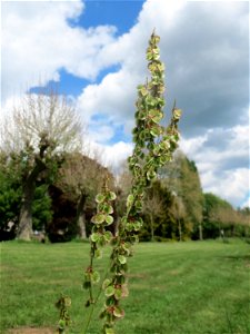 Wiesen-Sauerampfer (Rumex acetosa) an der Saar in Saarbrücken