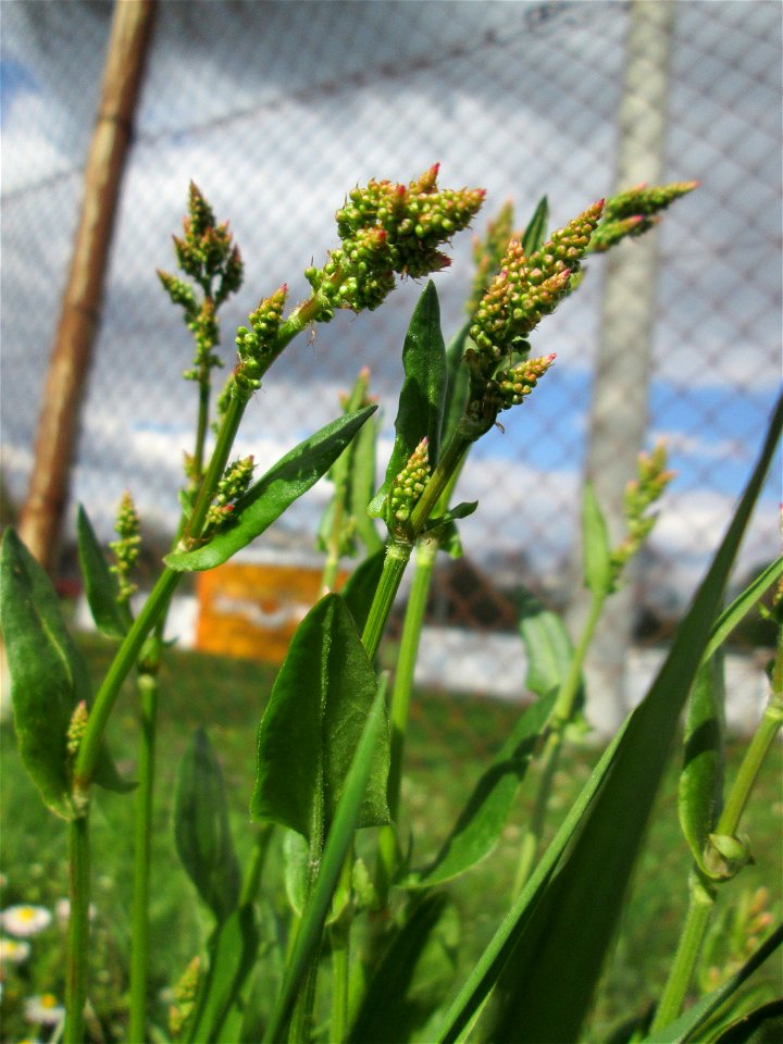 Wiesen-Sauerampfer (Rumex acetosa) in Güdingen