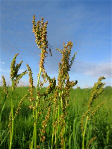 Wiesen-Sauerampfer (Rumex acetosa) im Landschaftsschutsgebiet „Saalbachniederung“ bei Bruchsal