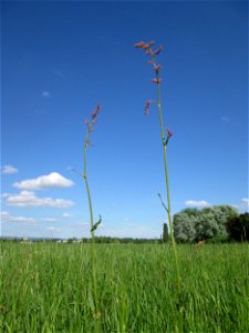 Wiesen-Sauerampfer (Rumex acetosa) im Naturschutzgebiet „Bachwiesen/Leopoldswiesen“ im Hockenheimer Rheinbogen