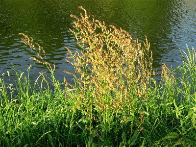 Rumex acetosa an der Saar in Sankt Arnual