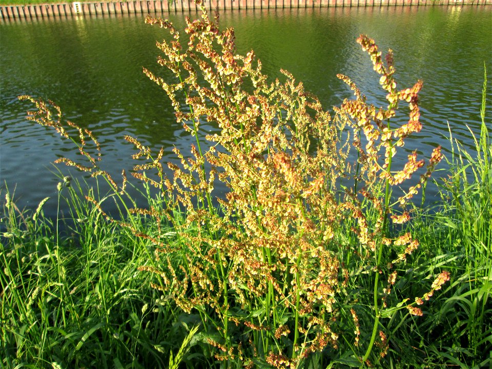 Rumex acetosa an der Saar in Sankt Arnual