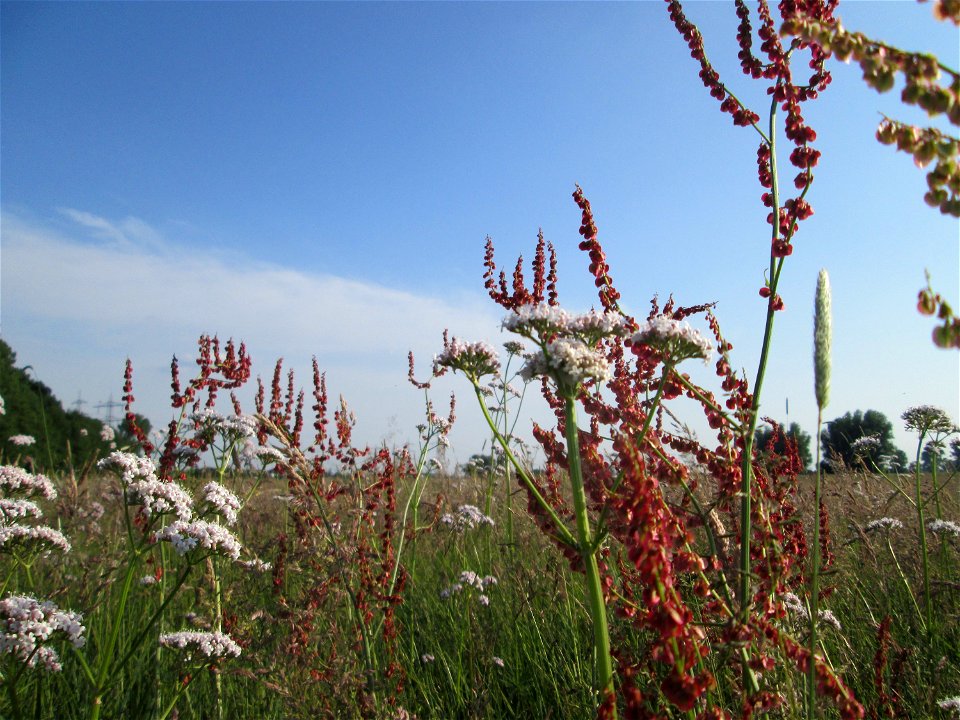 Rumex acetosa im Naturschutzgebiet „Karl-Ludwig-See“ im Landschaftsschutzgebiet „Hockenheimer Rheinbogen“