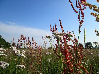 Rumex acetosa im Naturschutzgebiet „Karl-Ludwig-See“ im Landschaftsschutzgebiet „Hockenheimer Rheinbogen“