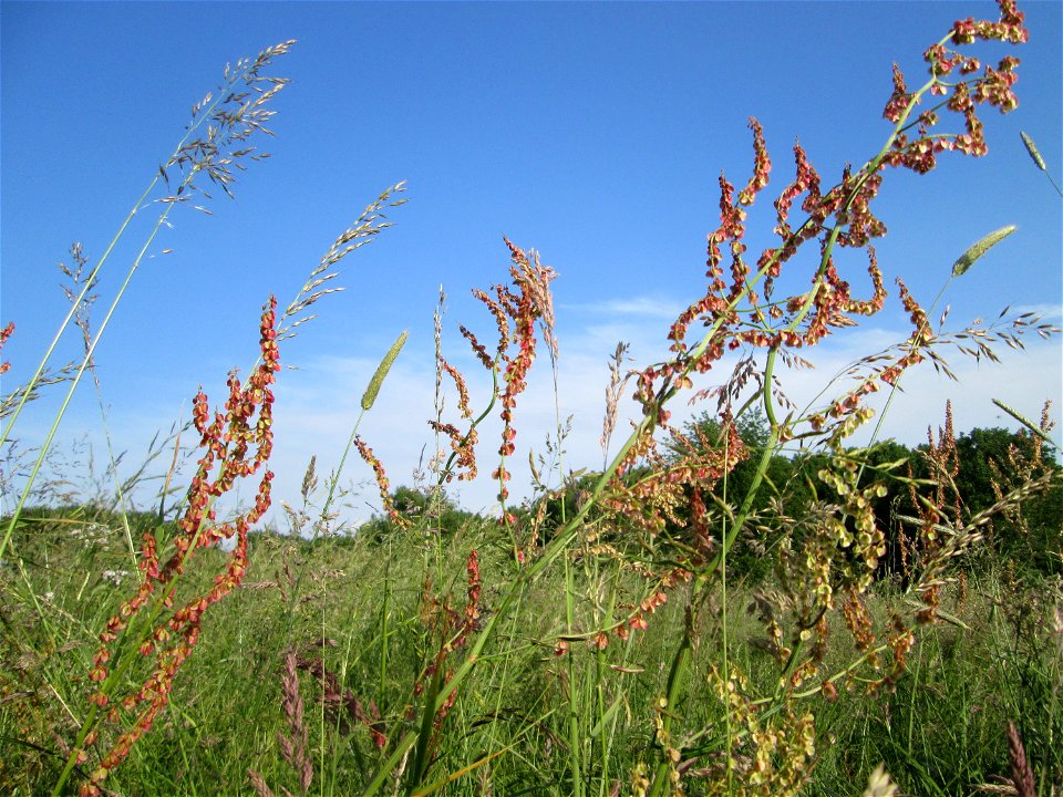 Rumex acetosa im Naturschutzgebiet „Karl-Ludwig-See“ im Landschaftsschutzgebiet „Hockenheimer Rheinbogen“