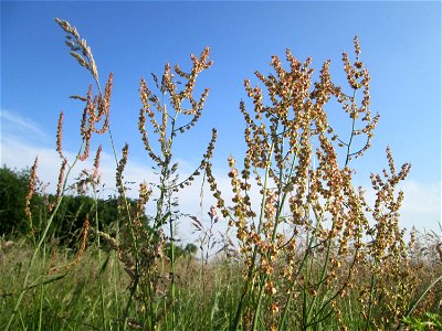 Rumex acetosa im Naturschutzgebiet „Karl-Ludwig-See“ im Landschaftsschutzgebiet „Hockenheimer Rheinbogen“