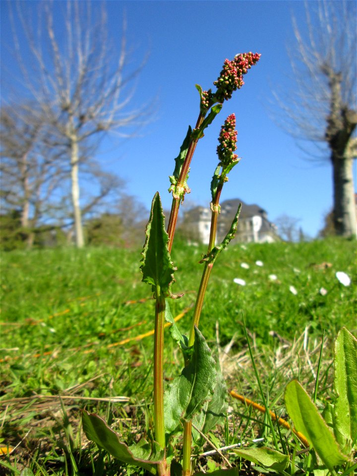 Wiesen-Sauerampfer (Rumex acetosa) am Staden in Saarbrücken