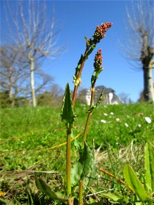 Wiesen-Sauerampfer (Rumex acetosa) am Staden in Saarbrücken