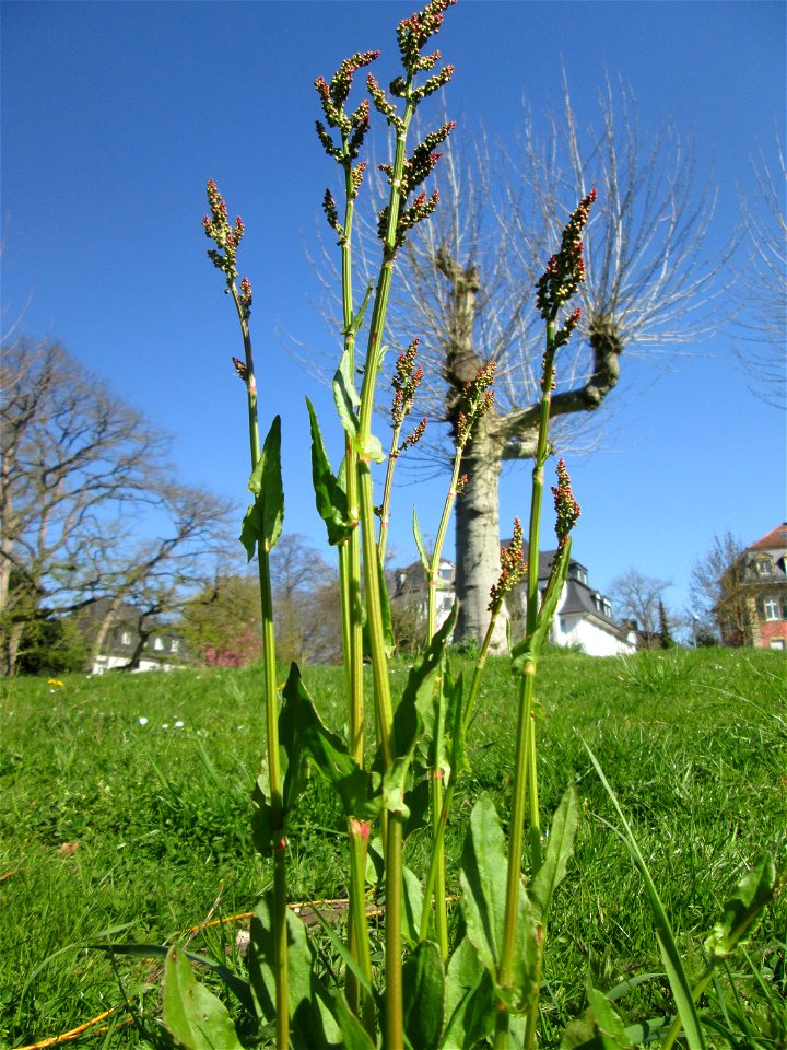 Wiesen-Sauerampfer (Rumex acetosa) am Staden in Saarbrücken