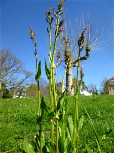 Wiesen-Sauerampfer (Rumex acetosa) am Staden in Saarbrücken