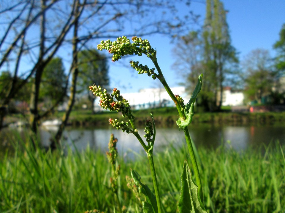 Wiesen-Sauerampfer (Rumex acetosa) an der Saar in Alt-Saarbrücken