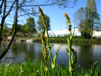 Wiesen-Sauerampfer (Rumex acetosa) an der Saar in Alt-Saarbrücken