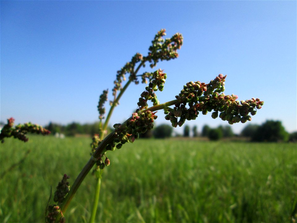 Wiesen-Sauerampfer (Rumex acetosa) im Naturschutzgebiet „Bachwiesen/Leopoldswiesen“ im Hockenheimer Rheinbogen