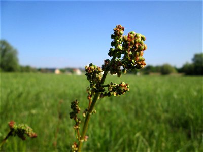 Wiesen-Sauerampfer (Rumex acetosa) im Naturschutzgebiet „Bachwiesen/Leopoldswiesen“ im Hockenheimer Rheinbogen