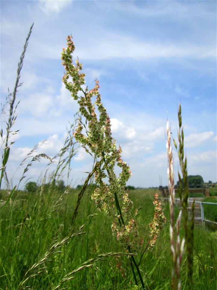 Rumex acetosa) am Kraichbach im Landschaftsschutzgebiet „Hockenheimer Rheinbogen“