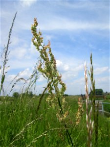 Rumex acetosa) am Kraichbach im Landschaftsschutzgebiet „Hockenheimer Rheinbogen“