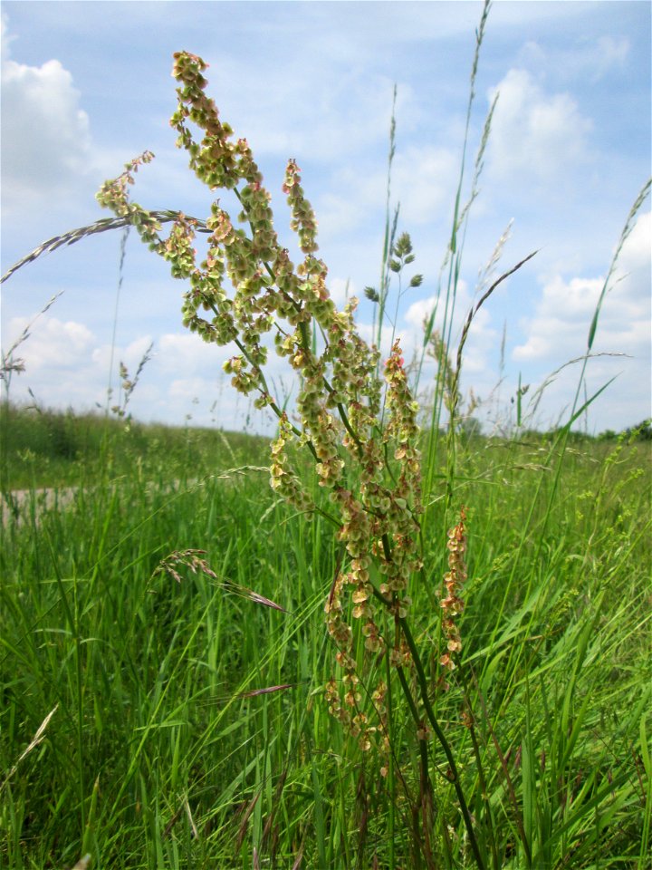 Rumex acetosa am Kraichbach im Landschaftsschutzgebiet „Hockenheimer Rheinbogen“