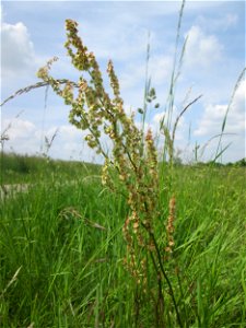 Rumex acetosa am Kraichbach im Landschaftsschutzgebiet „Hockenheimer Rheinbogen“