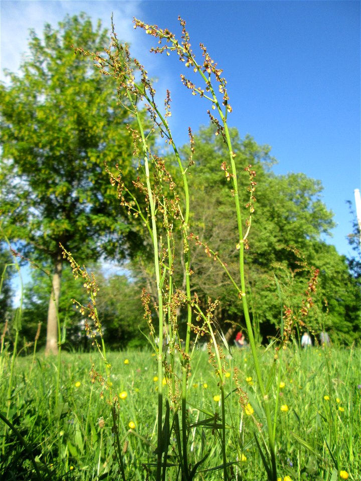 Wiesen-Sauerampfer (Rumex acetosa) am Staden in Saarbrücken