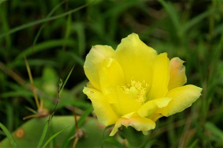 cactus flower