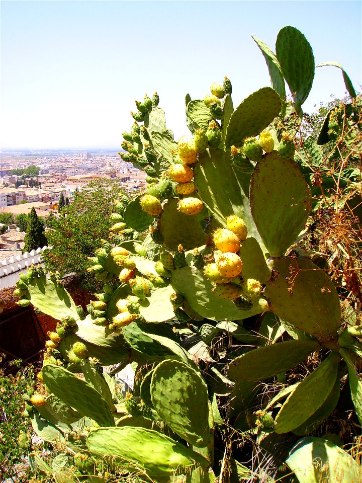 Opuntia ficus-indica in Carmen de Los Martires Garden in Granada (Spain)