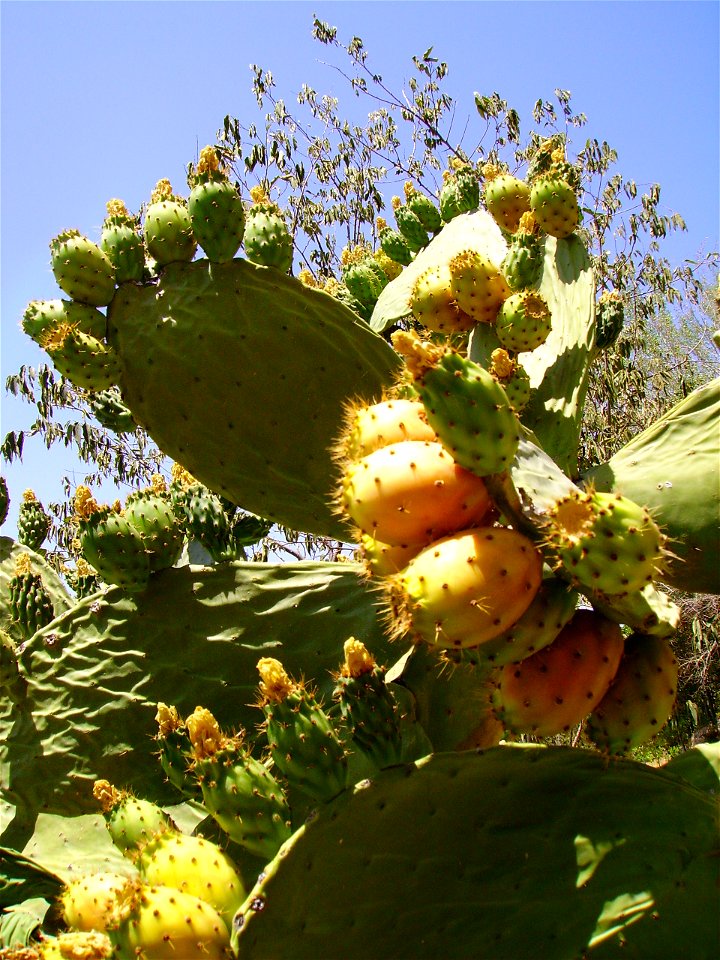 Opuntia ficus-indica in Carmen de Los Martires Garden in Granada (Spain)