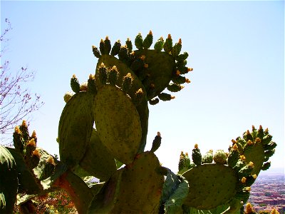 Opuntia ficus-indica in Carmen de Los Martires Garden in Granada (Spain)