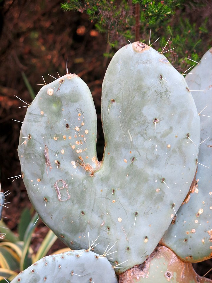 Domaine du Rayol - Cladode of Opuntia. Rayol-Canadel-sur-Mer (Var, France).