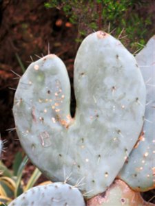 Domaine du Rayol - Cladode of Opuntia. Rayol-Canadel-sur-Mer (Var, France).