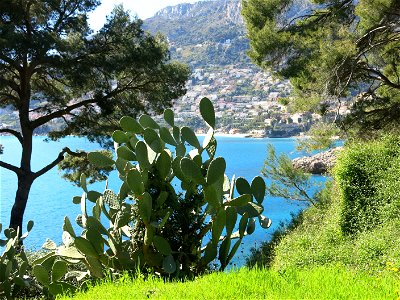 Prickly pear in the Cap-Martin with Roquebrune in the background (Alpes-Maritimes, France). photo