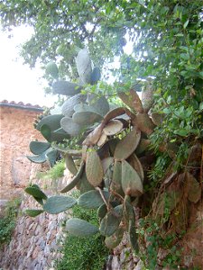 Kaktus Mallorca 2008
