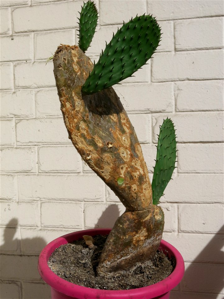 Opuntia ficus-indica created by plant-cutting in 2010 of a large cladode. Woodiness of Opuntia ficus-indica. Young cladods (leaves) are green, but old ones are covered with lignin.
