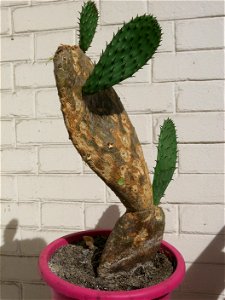 Opuntia ficus-indica created by plant-cutting in 2010 of a large cladode. Woodiness of Opuntia ficus-indica. Young cladods (leaves) are green, but old ones are covered with lignin.