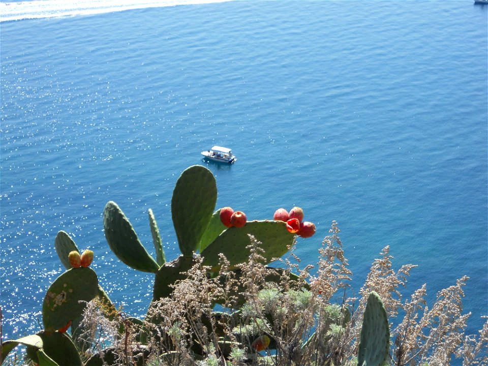 Feigenkaktus (Opuntia ficus-indica) mit Früchten an Steilküste von Korfu