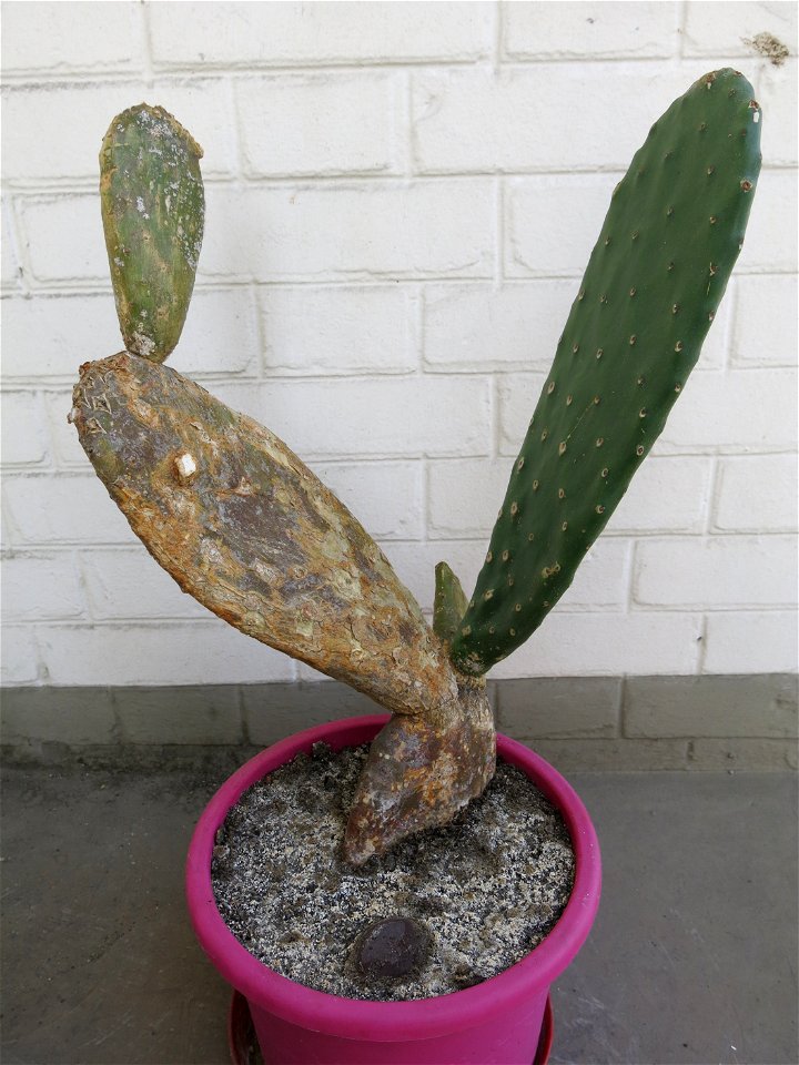 Opuntia ficus-indica created by plant-cutting in 2010 of a large cladode.