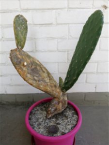 Opuntia ficus-indica created by plant-cutting in 2010 of a large cladode.