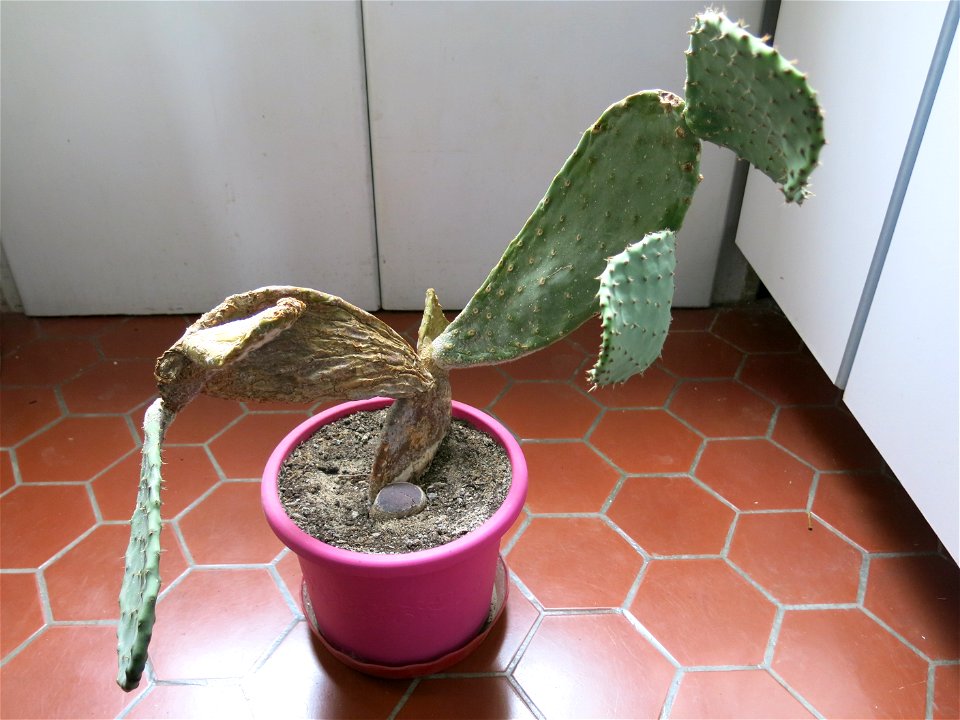 Opuntia ficus-indica created by plant-cutting in 2010 of a large cladode.