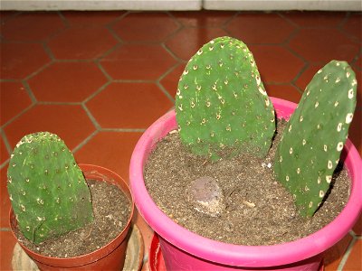 Cuttings of Opuntia ficus-indica.