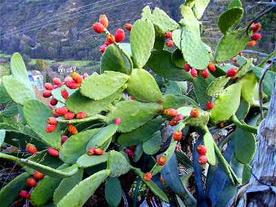 Opuntia ficus-indica in Granada (Andalusia)