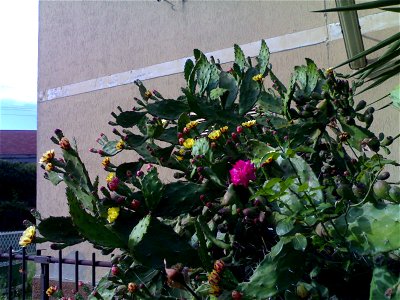 Opuntia ficus-indica in fiore in via Stazione di Torricola a Roma