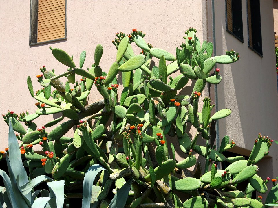 Opuntia ficus-indica in Monterosso al Mare (Liguria, Italy).