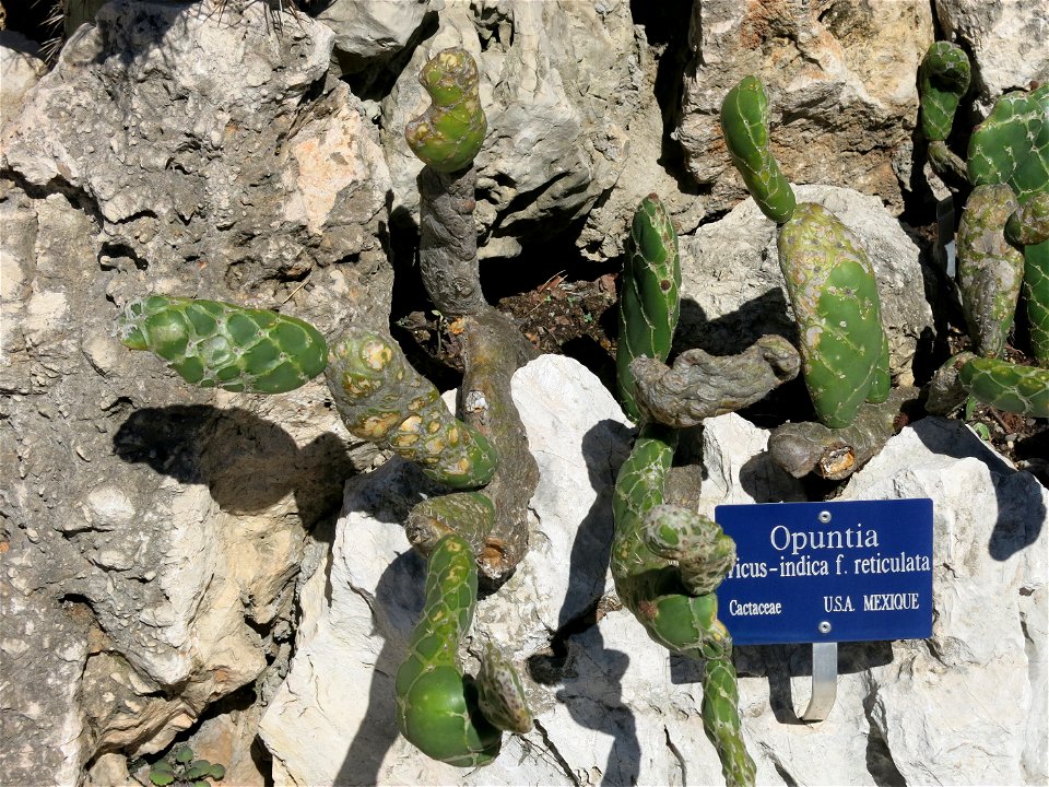 Opuntia ficus-indica reticulata in the exotic garden of Monaco. Identified by its botanic label.
Français :  Opuntia ficus-indica reticulata au jardin exotique de Monaco. Identifié par son ét