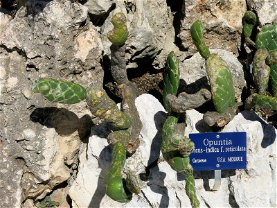 Opuntia ficus-indica reticulata in the exotic garden of Monaco. Identified by its botanic label.
Français :  Opuntia ficus-indica reticulata au jardin exotique de Monaco. Identifié par son ét
